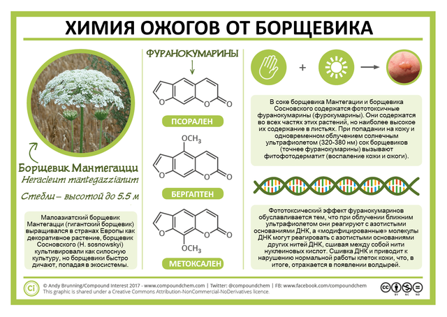 Фуранокумарины содержатся в соке борщевика (разрушают ДНК клеток)