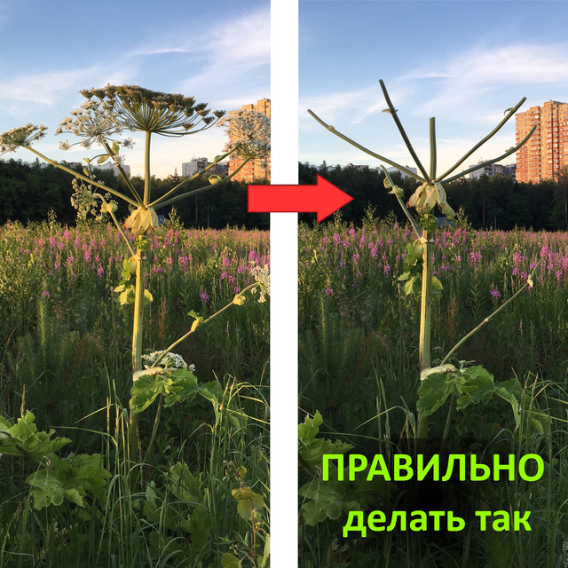 Срезание семян борщевика
