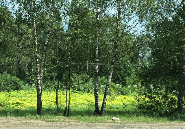 Борщевик в лесу и кустах