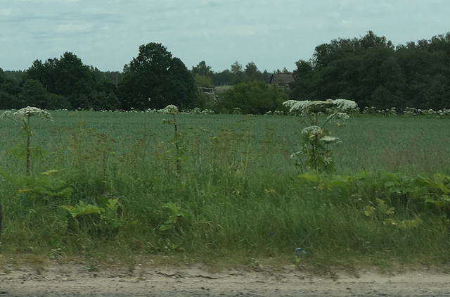 Борщевик растет вокруг сельхоз поля