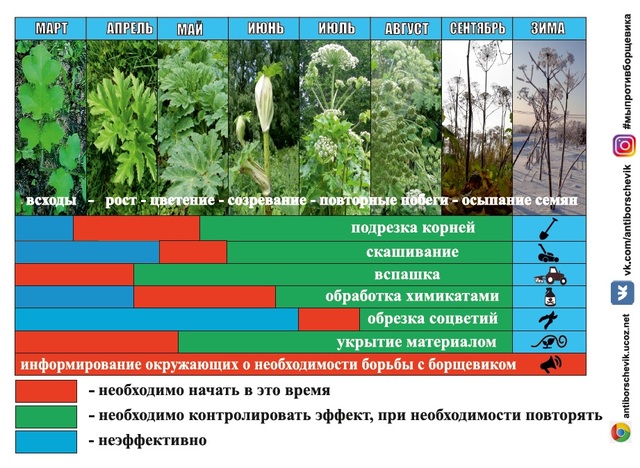 Календарь работ по борьбе с борщевиком