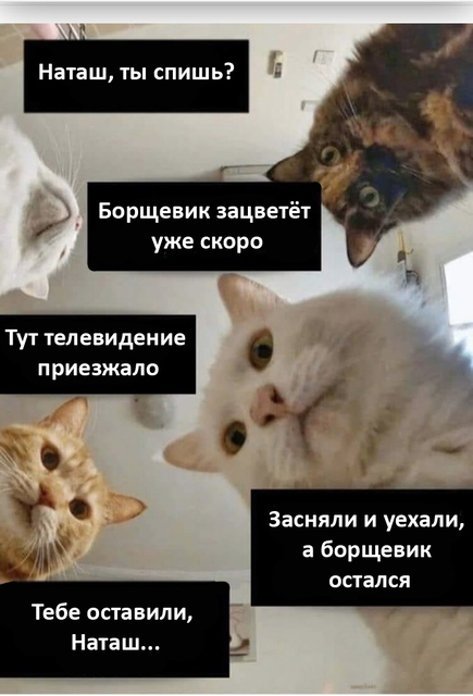 Наташ, вставай, у нас борщевик телевидение презжало