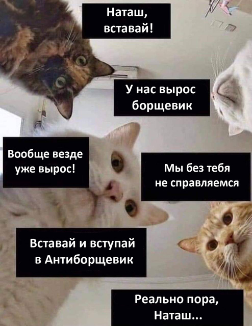 Наташа, вставай и вступай в Антиборщевик