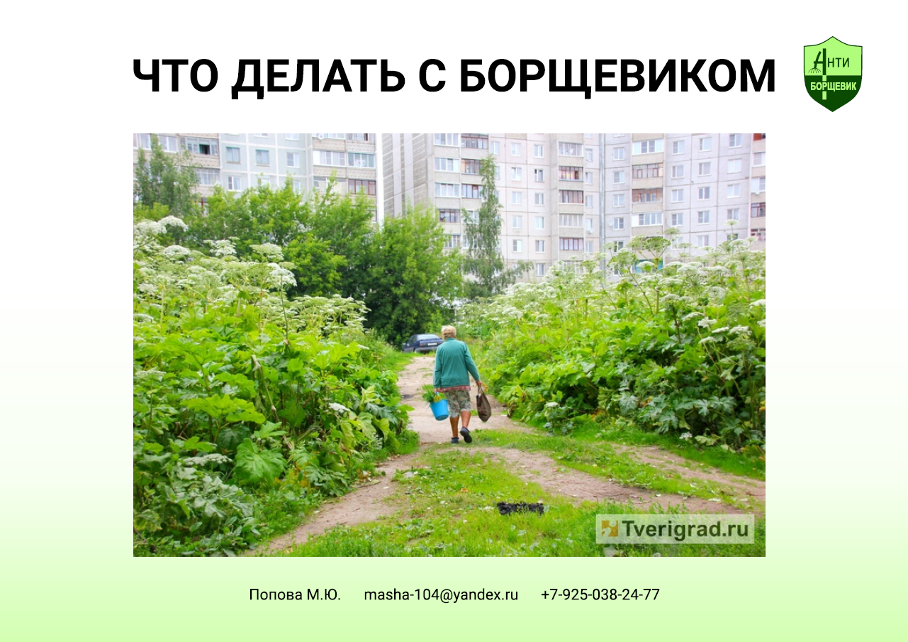 Борщевик и антиборщевик -- готовая презентация для доклада
